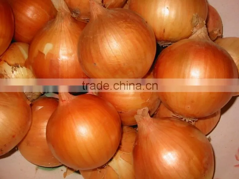 Fresh Onion Export to Dubai