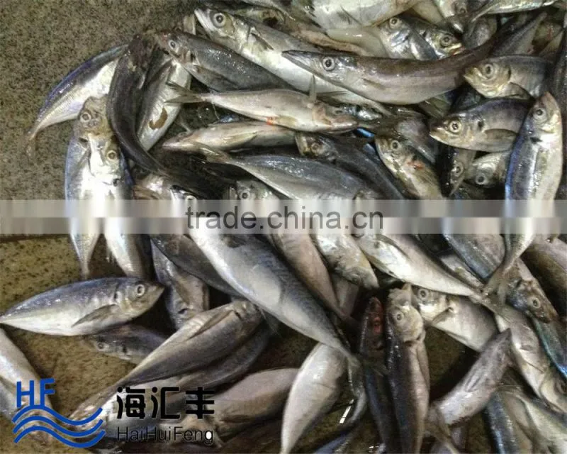 Bulk pack frozen horse mackerel BQF from China