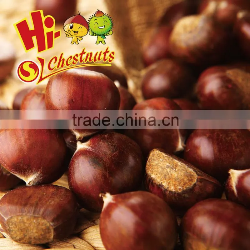 New Crop Fresh Chinese Chestnut Bulk Hebei Chestnuts for Sale