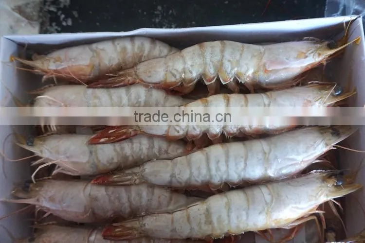 Frozen Banded Shrimp