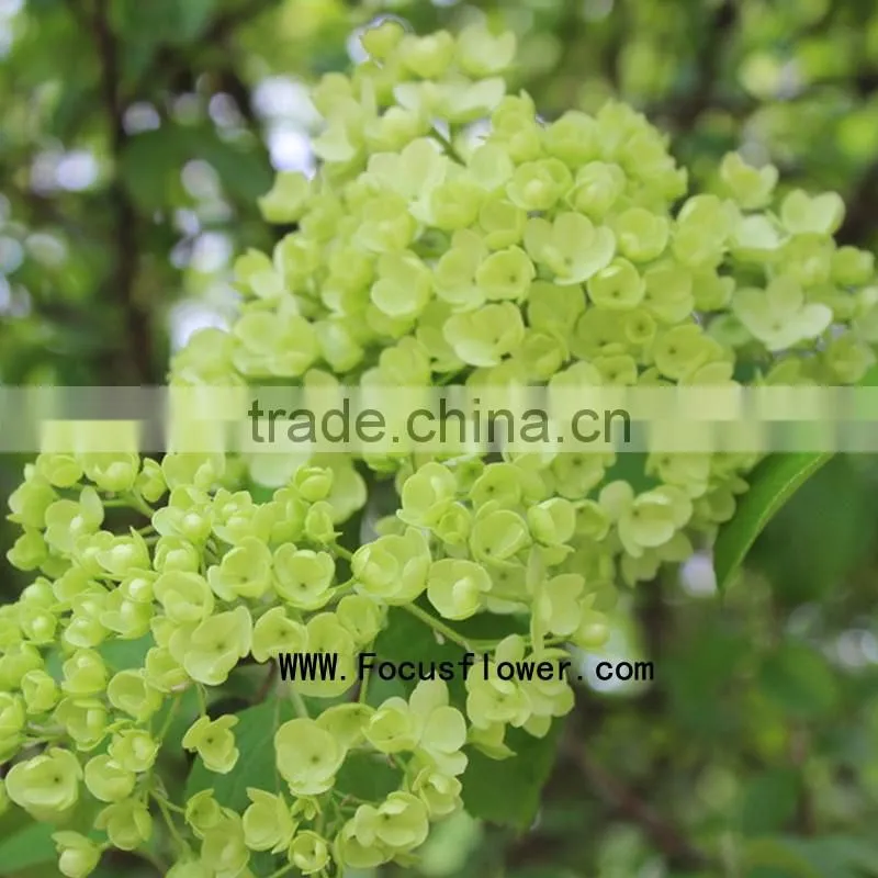 High quality valentine festive dubai fresh flower importers names of flowers used for decoration artificial hydrangea