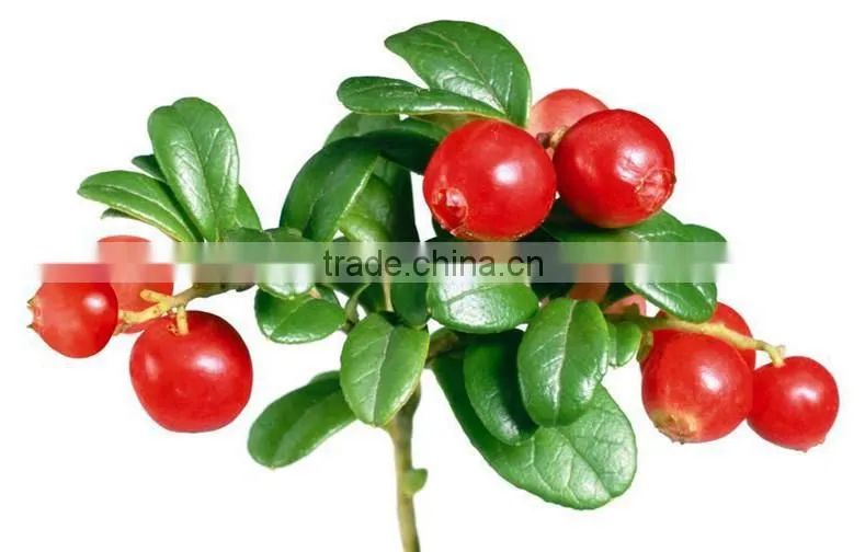 100 pure natural fructus rosae oil,Rosa Mosqueta oil