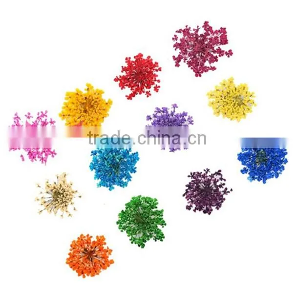 wholesale Nail Art Dry Dried Flowers Decoration With Mix Different Colors