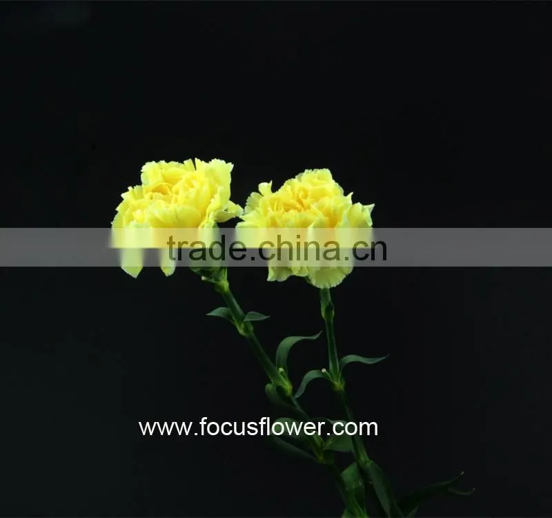 Fresh Cut Flower Importers Fresh Flowers Carnations From Kunming Yellow Wholesale Carnation Flowers