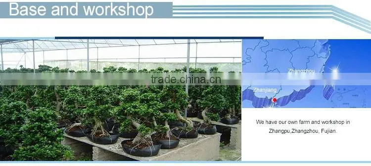 indoor&outdoor big ficus S shape
