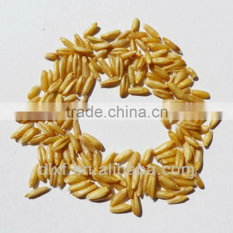 oat/peeless oat