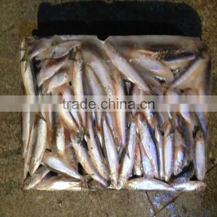 low price canned fish sardine frozen sardine for canning