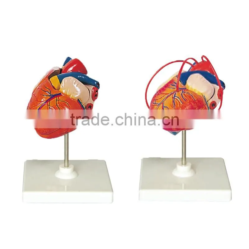 Human Anatomy Heart Model For Study