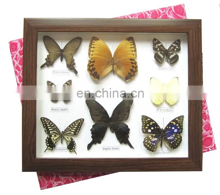 Dried real frame real butterfly