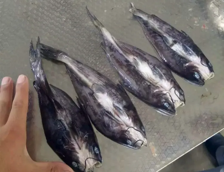 Automatic Fish Cleaner/fish Cleaning Machine/fish Descaler