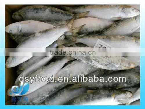 frozen fresh sardine