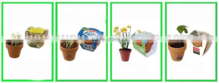 Mini garden,Little garden.Mini plant