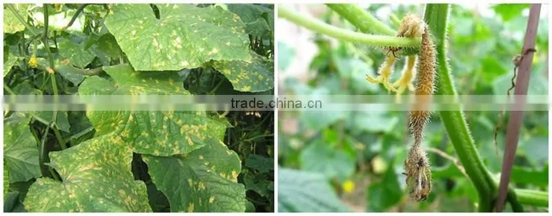 FAQ 3--How To Use Potassium Humate Fulvic Fertilizer To Solve The Problem Of Cucumber Wilt ?