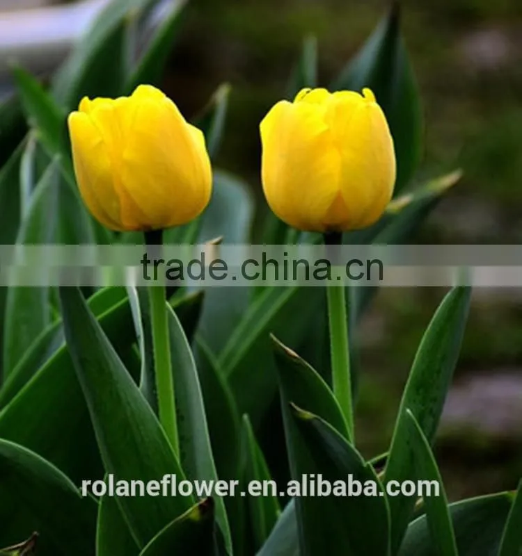 kunming suply 2016 high quality fresh cut yellow tulip plant