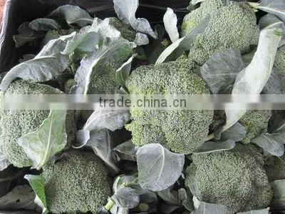 fresh broccoli