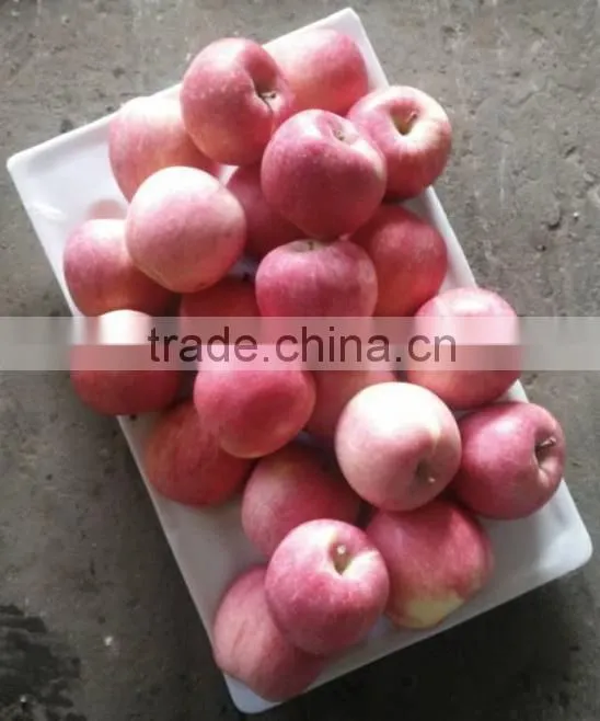 175# Fresh fuji apple