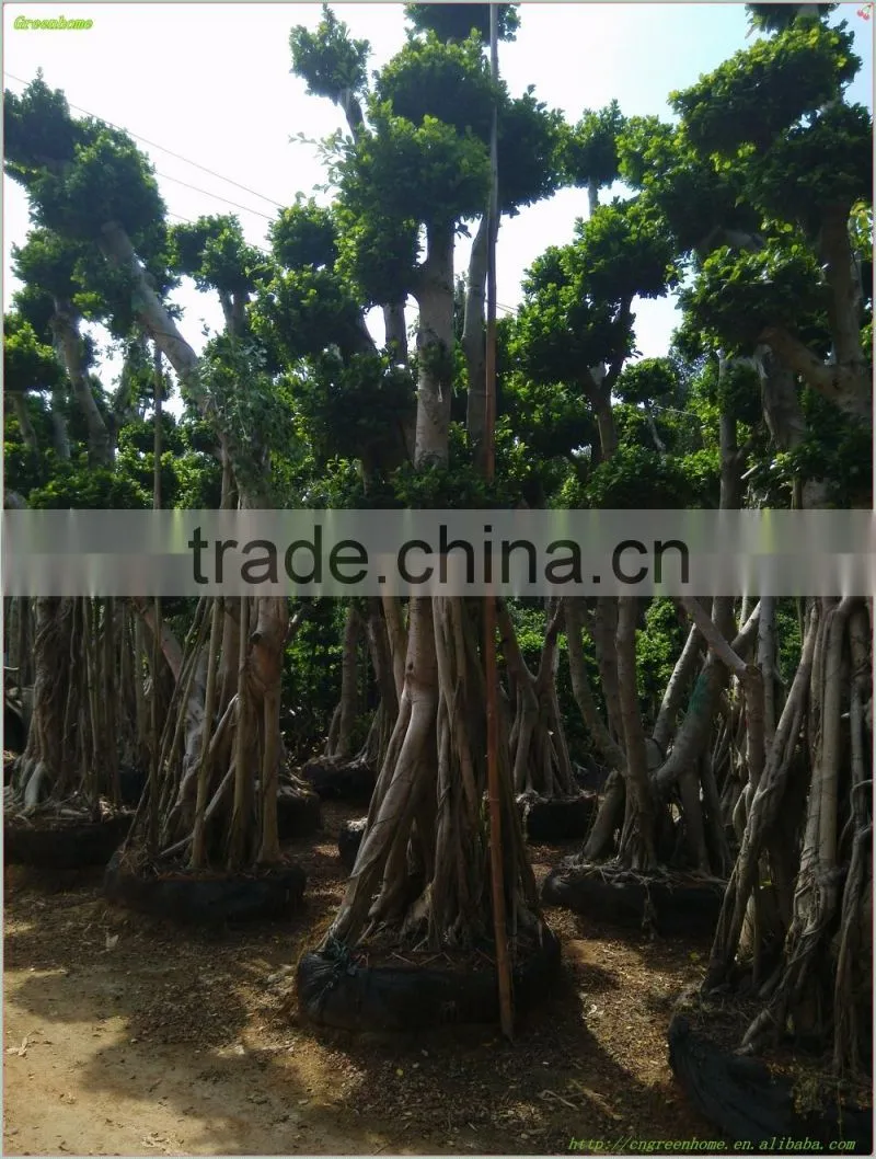 Ficus microcarpa bonsai big ficus bonsai outdoor ficus Original root bonsai Ficus
