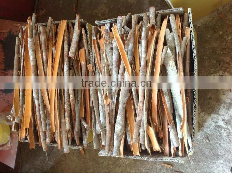 split cassia/ broken cassia/ cassia stick