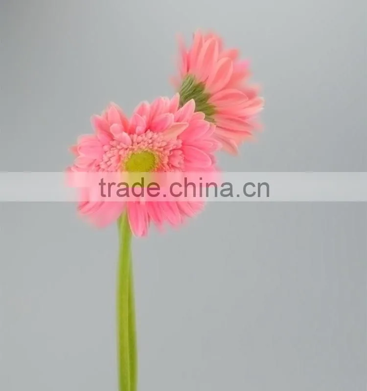 Newest Honey pink gerbera