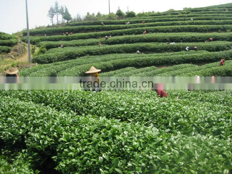 EU Standard Silver Needle White Tea