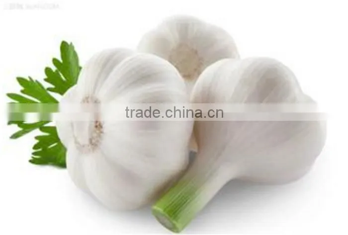 chinese garlic