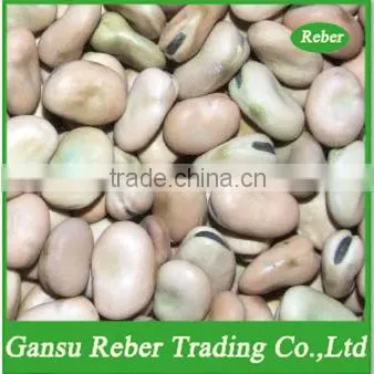 Broad/Fava Beans Qinghai or Gansu Origin