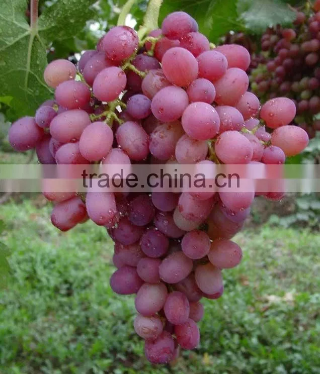 Fresh style and grapefruit type fresh fruit from China