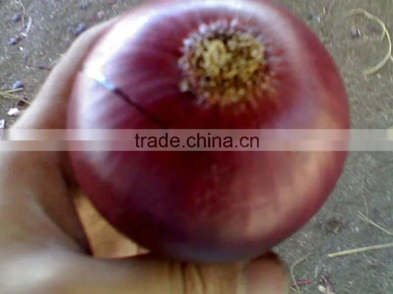 Onion ( Yellow - red - white ) crops 2014