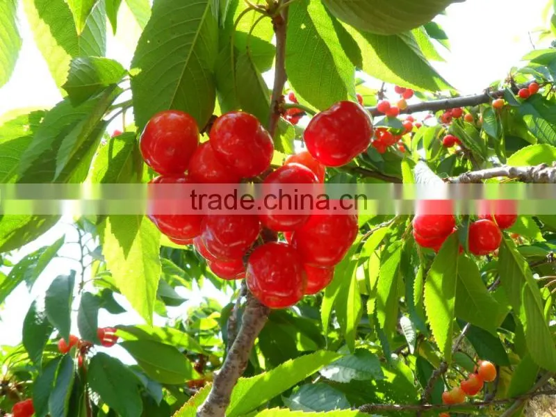 sweet fresh Cherry seedling