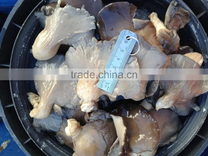 Pleurotus in brine