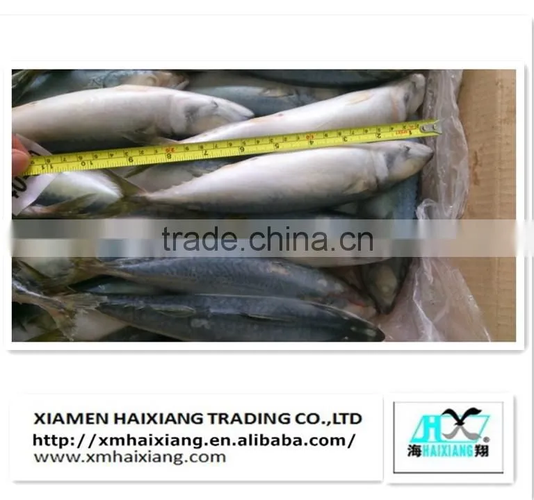 Mackerel fish price