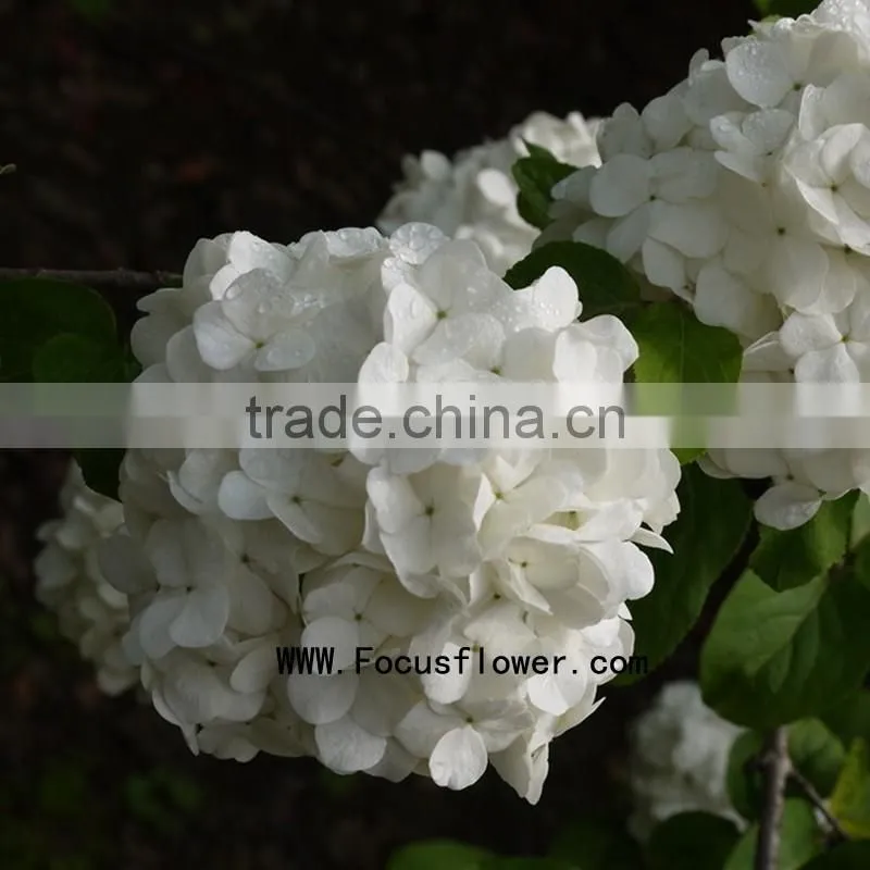 Quality anthurium flowers hobby lobby wholesale flowers fresh cut flower buyer factory prize supply
