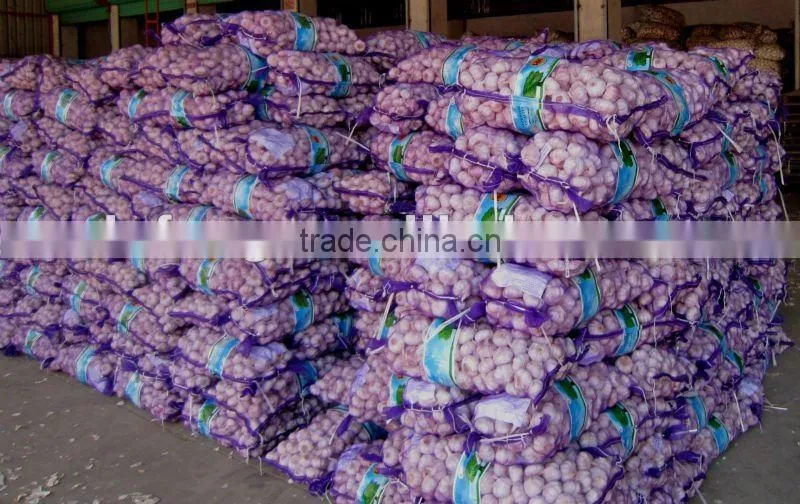 New Crop Jinxiang Pure White Garlic