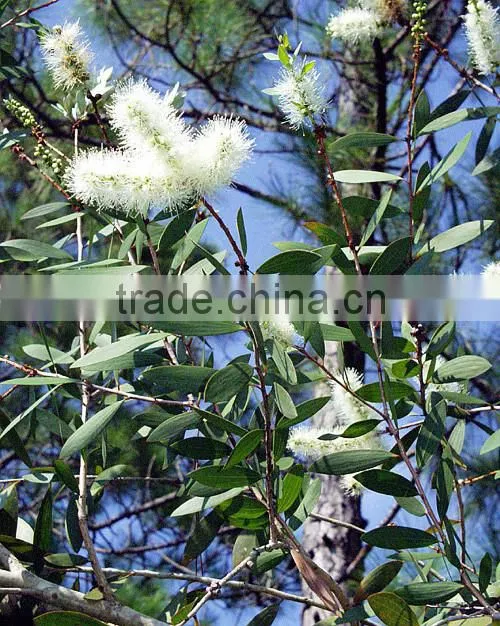 100 pure and natural Melaleuca essential oil