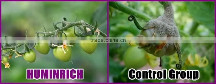 FAQ 39--What Kind Of Organic Fertilizer Can Be Used As Tomato Fertilizer?