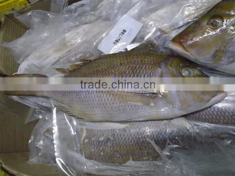 FROZEN EMPEROR FISH