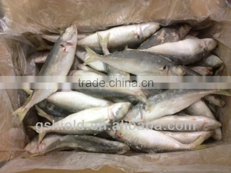 2016 IQF 5-6pcs/kg whole round frozen small eye round scad