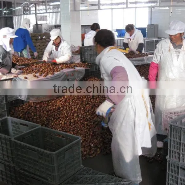 dandong kaili Chinese chestnuts big size