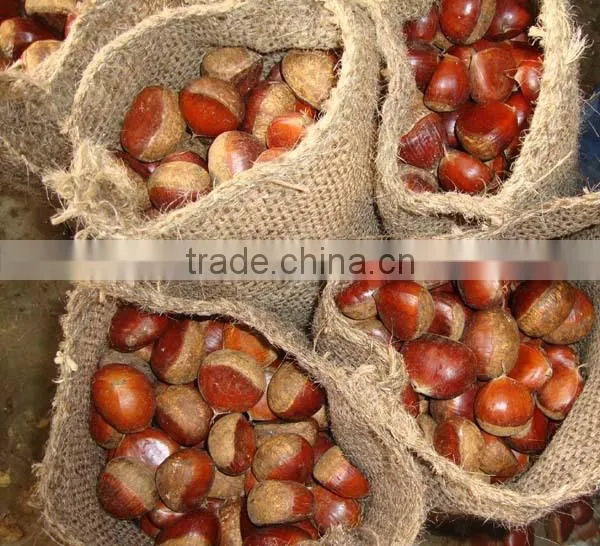 chinese fresh chestnut