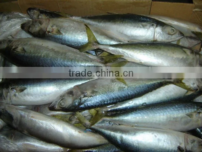 Good quality pacific mackerel frozen mackerel