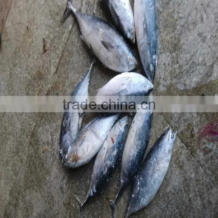 Fish bonito tuna frozen eastern little tuna 750G+ for sale