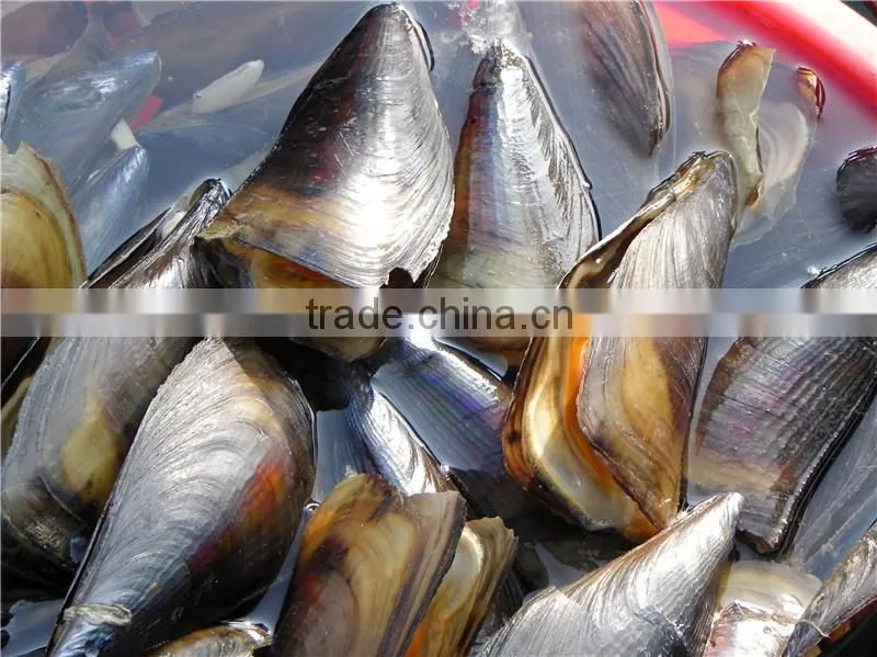 reduce ammonia nitrogen /nitrite with bacteria