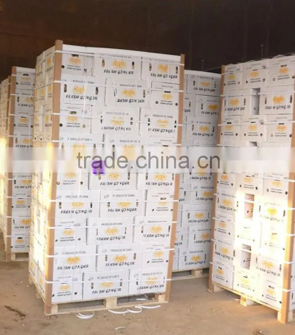 2014 High Quality New Crop Fresh Ginger For UK,CANADA,USA and EU Market