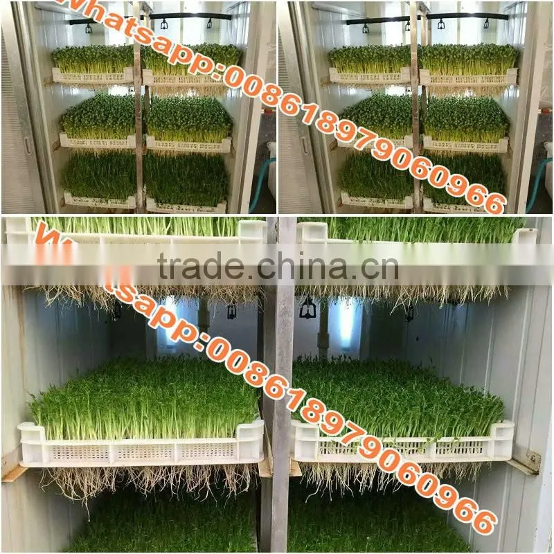 Best quality hydroponic grass room/ barley fodder growing system for growing animal feed