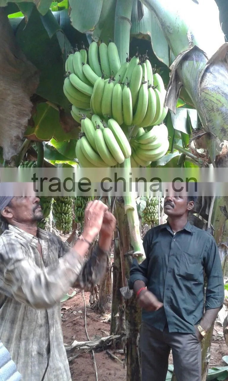 Green fresh Cavendish Banana from India