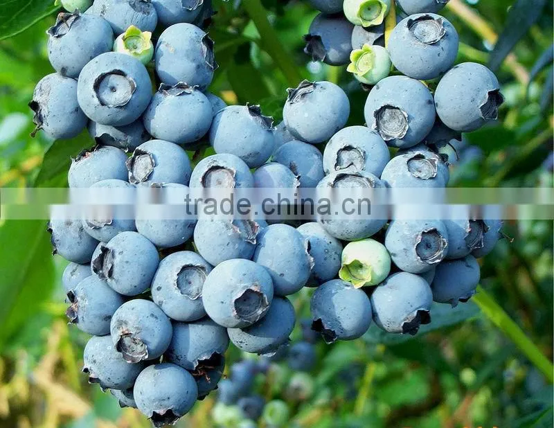 Hot Sale Bulk Frozen Blueberry Fruit