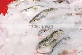 Fresh Flake Ice Maker For Ice Factory