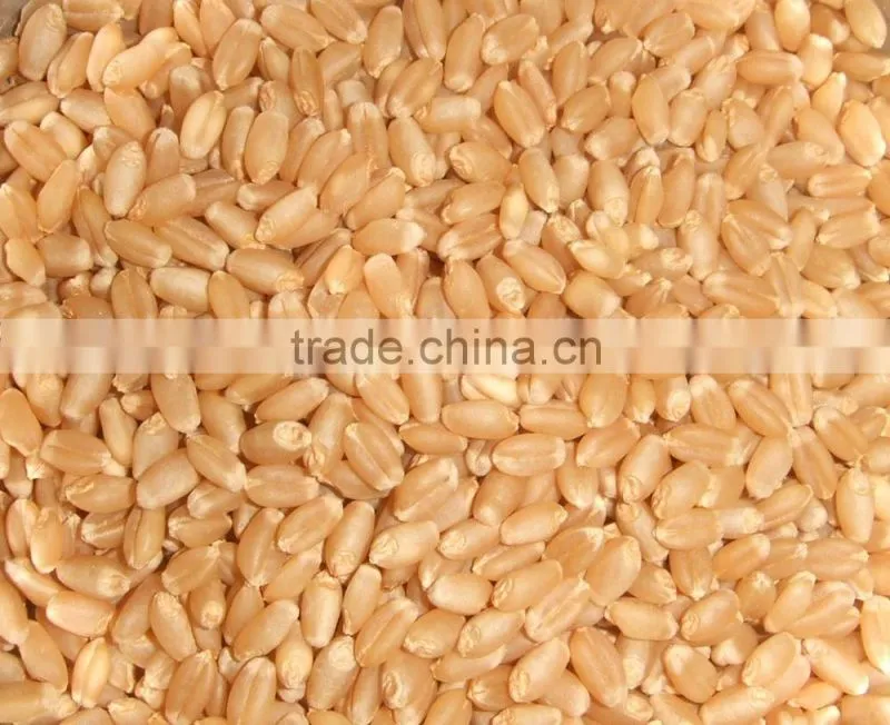 Indian Milling Wheat