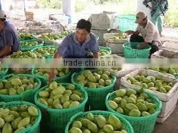 Fresh Mango Vietnam
