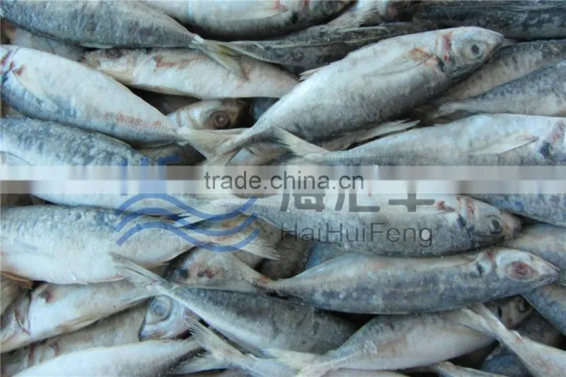 2016 New season frozen horse mackerel BQF